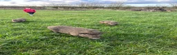Pig livestock for sale: 3x Juliana pigs available for rehoming - Advert 2