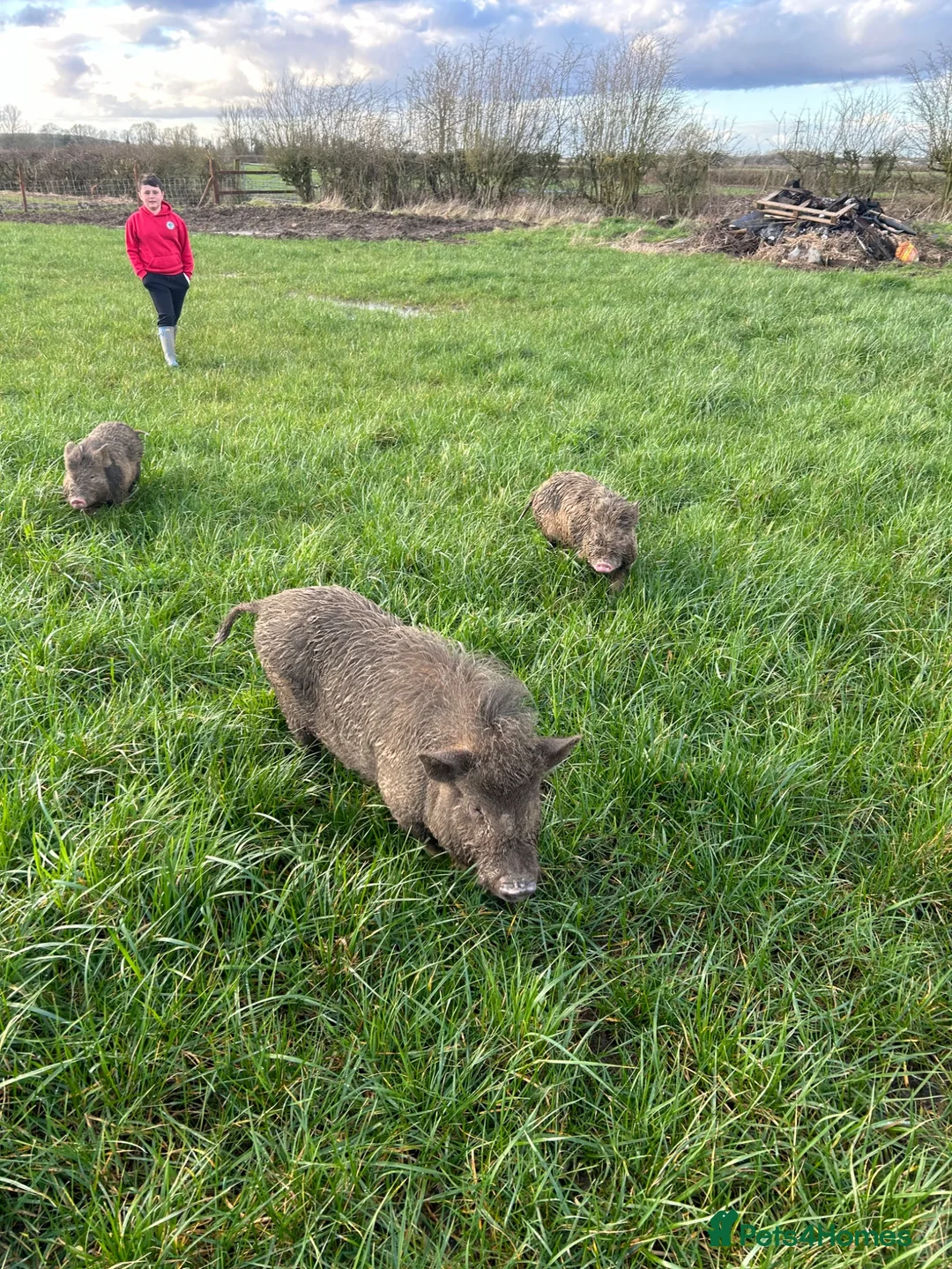 Pig livestock for sale: 3x Juliana pigs available for rehoming - Advert 2