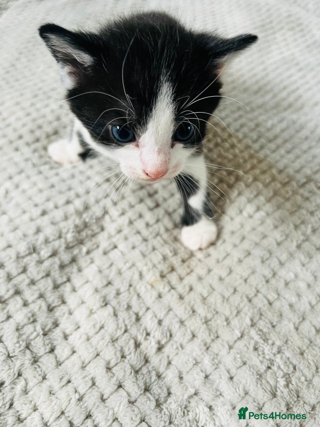 Mixed Breed cats for sale: Gorgeous Grey/White Black/White Kittens - Image 18