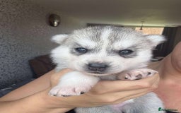 Siberian Husky dogs for sale: Beautiful KC registered Siberian puppies  - Image 12