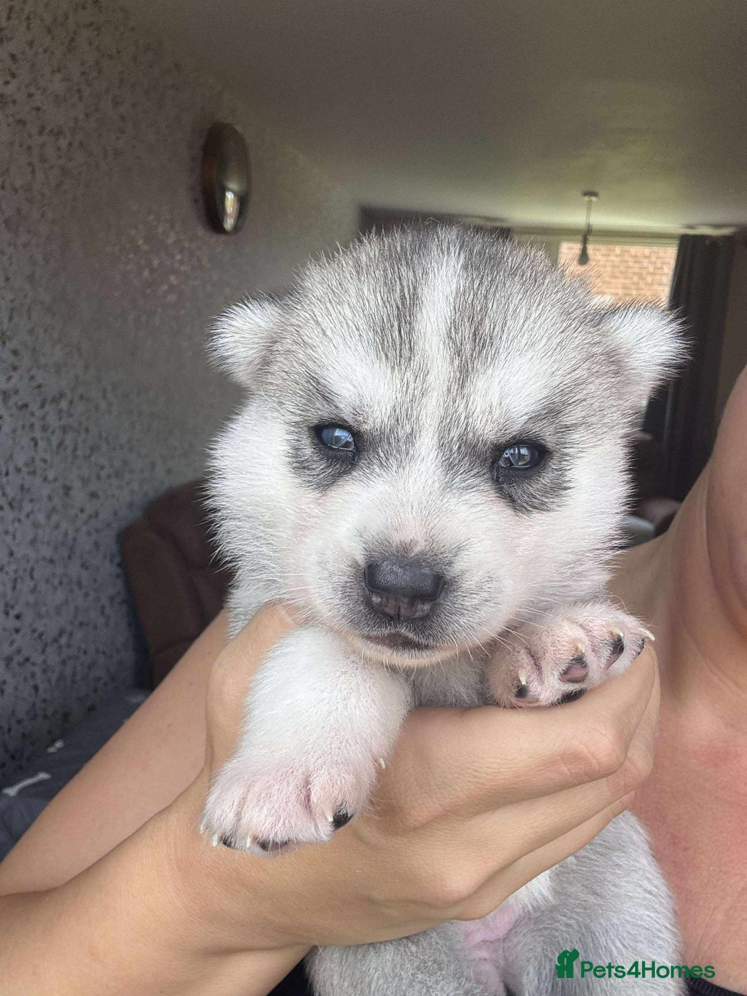Siberian Husky dogs for sale: Beautiful KC registered Siberian puppies  - Image 12