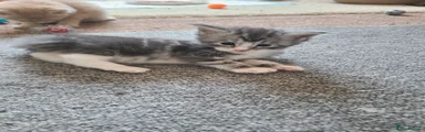Maine Coon Kitten 4