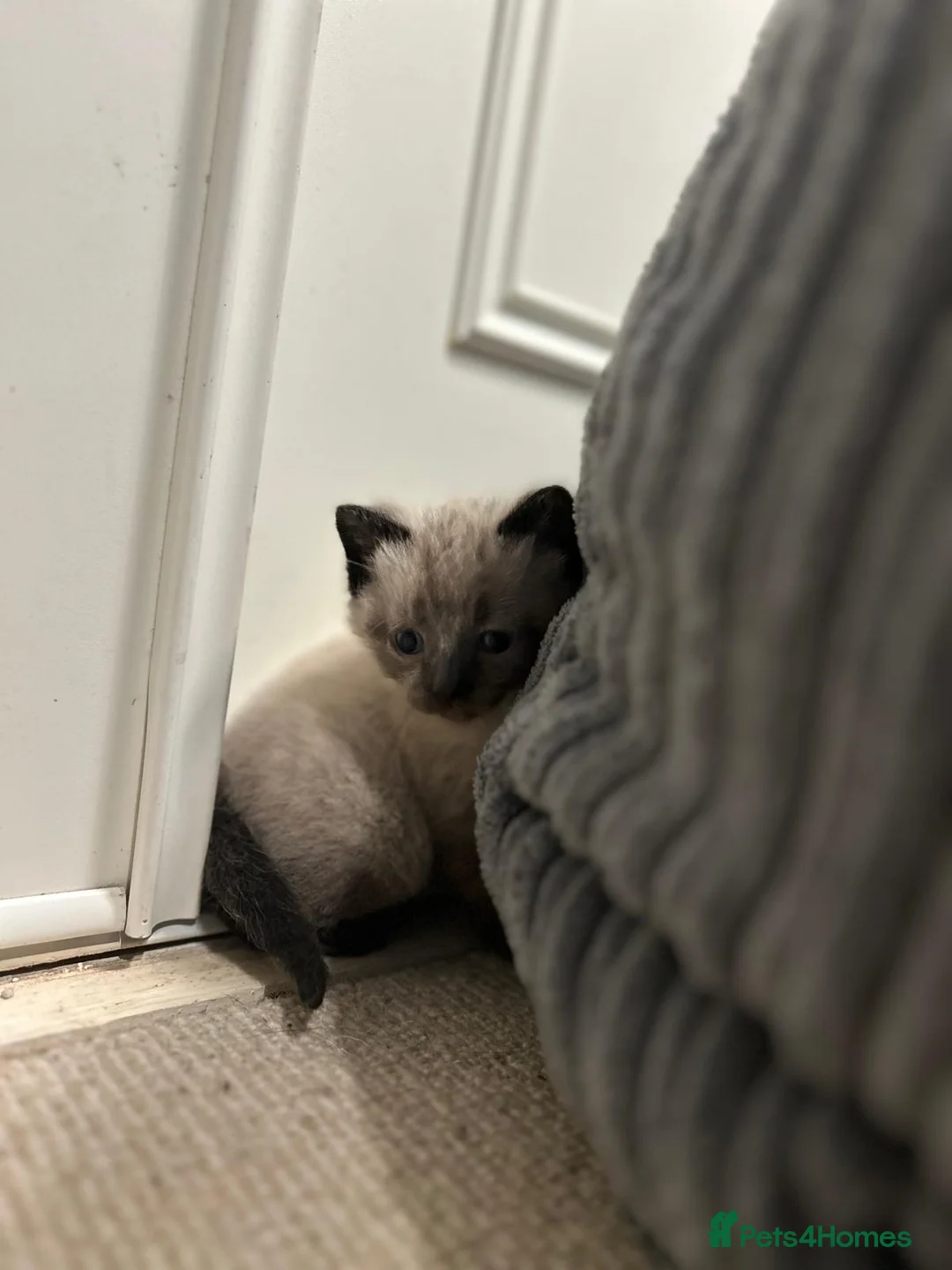 Mixed Breed cats for sale: Beautiful 1/2 Brit Blue 1/2 tabby - Advert 7