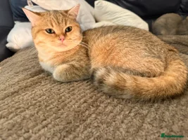 British Shorthair cats Affectionate British Shorthairs – £200 Each - Advert 16