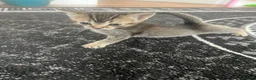 Mixed Breed cats for sale: Beautiful bengal mixed kittens  - Advert 5