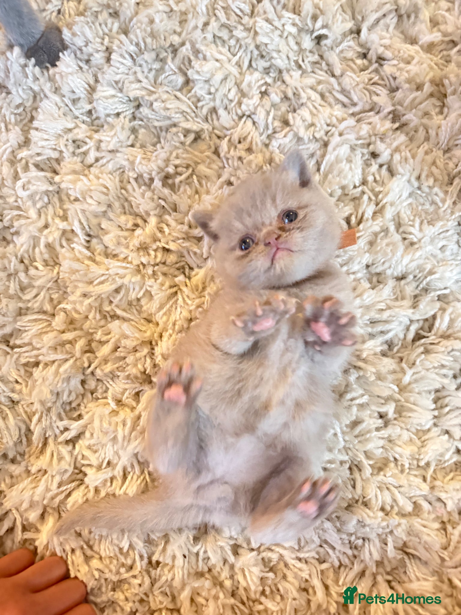 British Shorthair cats for sale: Beautiful British shorthair kittens  in Cardiff - Advert 1