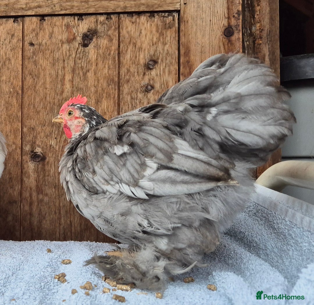 Chickens poultry for sale: Pekin bantem cockerils  - Image 6