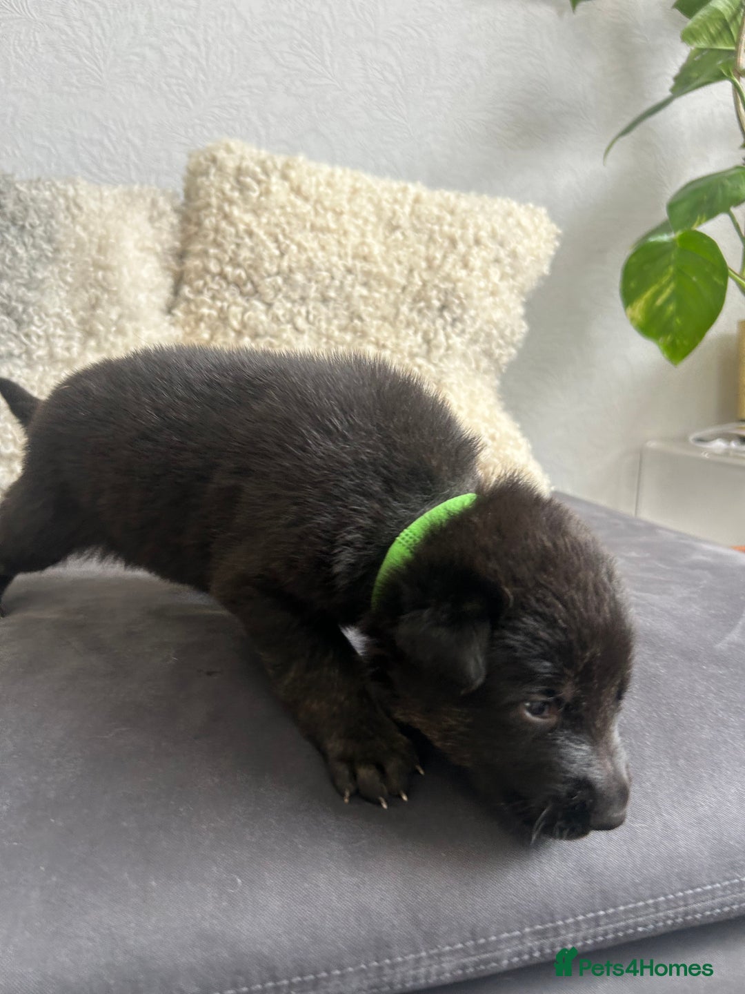 German Shepherd dogs for sale: ALFREDO  - Image 16