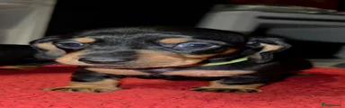 Miniature Dachshund Puppy 2