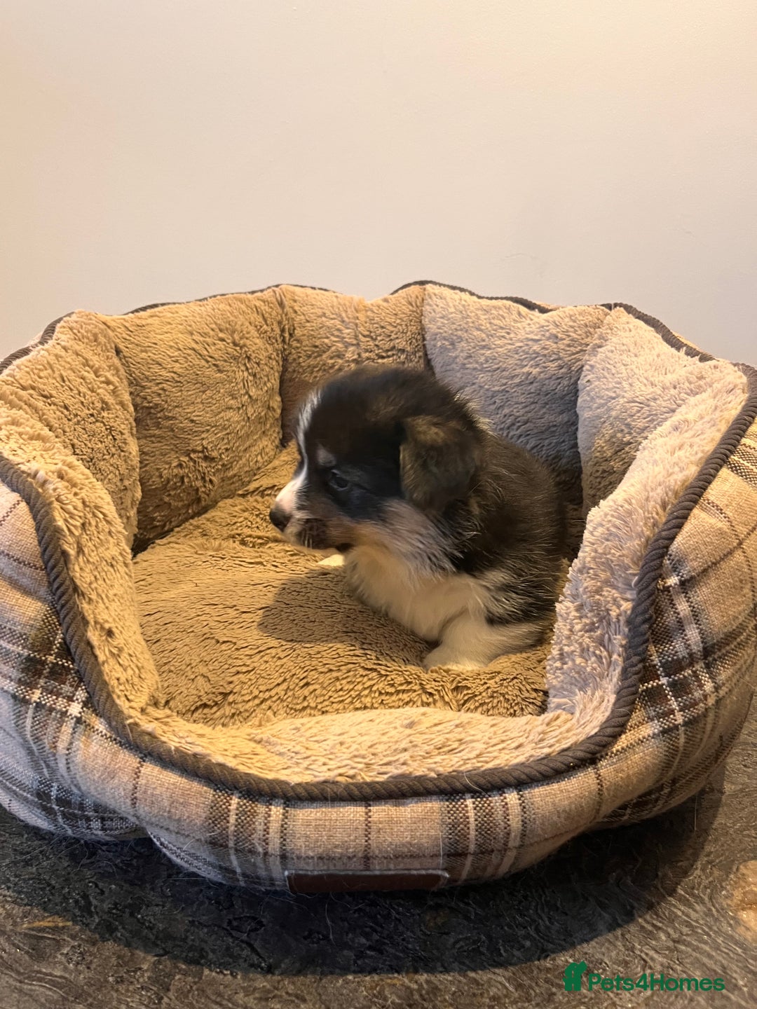 Welsh Corgi Pembroke dogs for sale: KC Pembroke Welsh Corgis (Gorgeous Tri Colour) - Advert 12