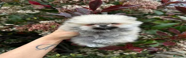 Pomeranian Puppy 3