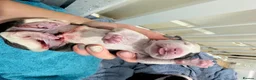 Mixed Breed dogs for sale: Staffy X greyhound pups   in Carlisle - Advert 5