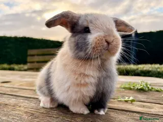 Mini Lop rabbits Mini lop boy *RESERVED* - ready to leave 26/04/26 - Advert 15