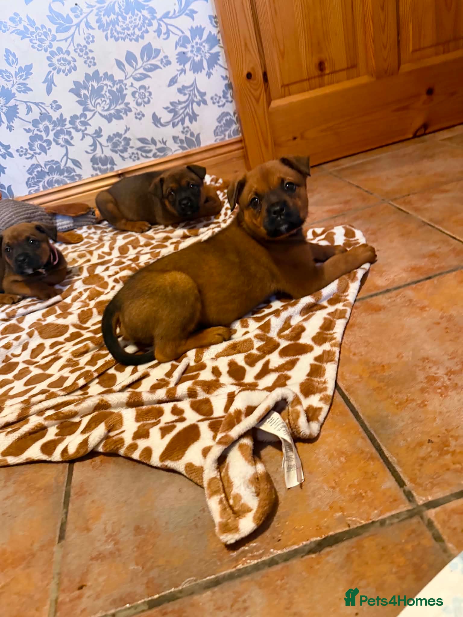 Boxweiler dogs for sale: Boxweiler pups in Omagh - Advert 10