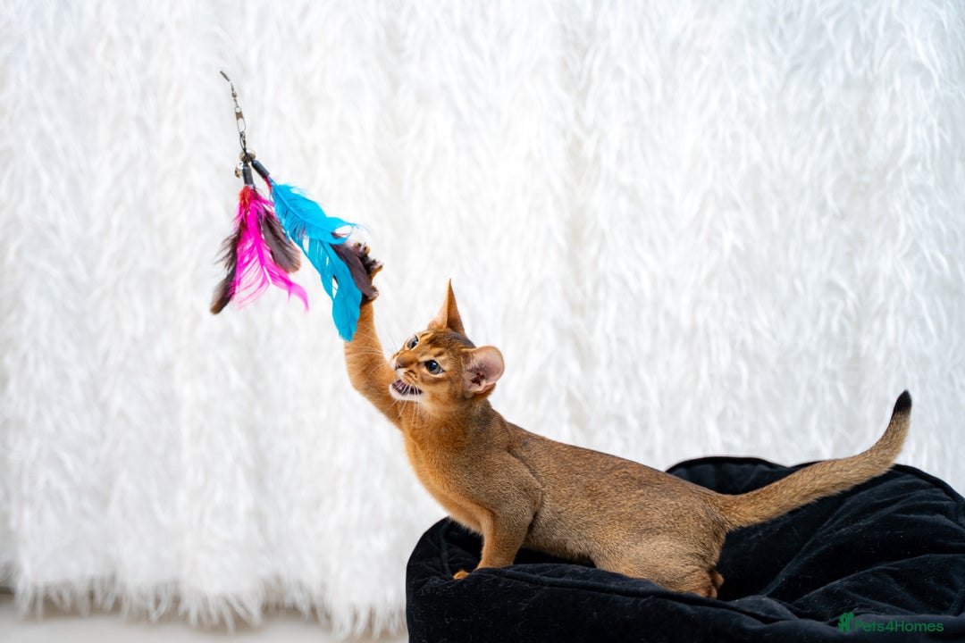 Abyssinian cats for sale: One of the Kind Abyssinian Girl-Champions Pedigree - Image 18