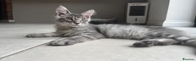 Oscar