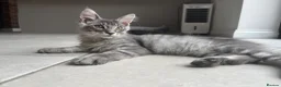Maine Coon cats for sale: Ready Now - TICA Maine Coons  - Advert 9
