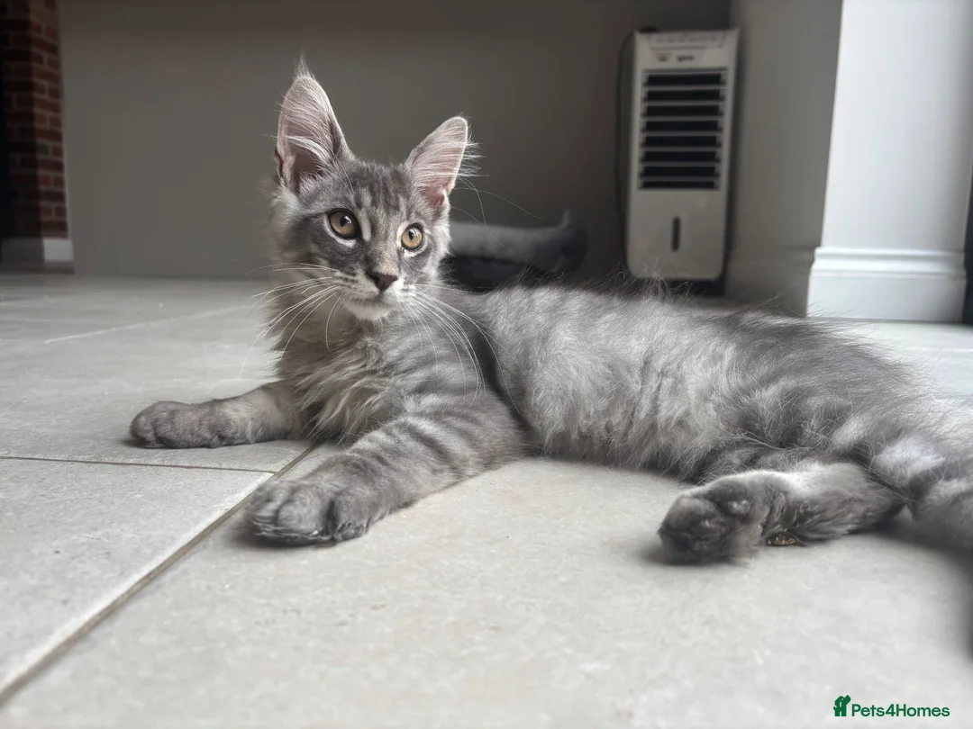 Maine Coon cats for sale: Ready Now - TICA Maine Coons  - Advert 9