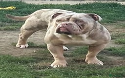 Olde English Bulldogge dogs for stud: Olde English bulldog stud  - Image 2