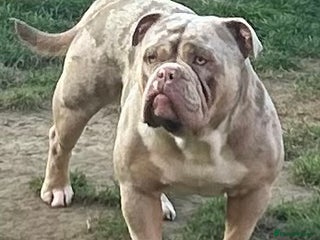 Olde English Bulldogge dogs - Advert 6