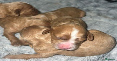 Cavapoo dogs - Advert 1