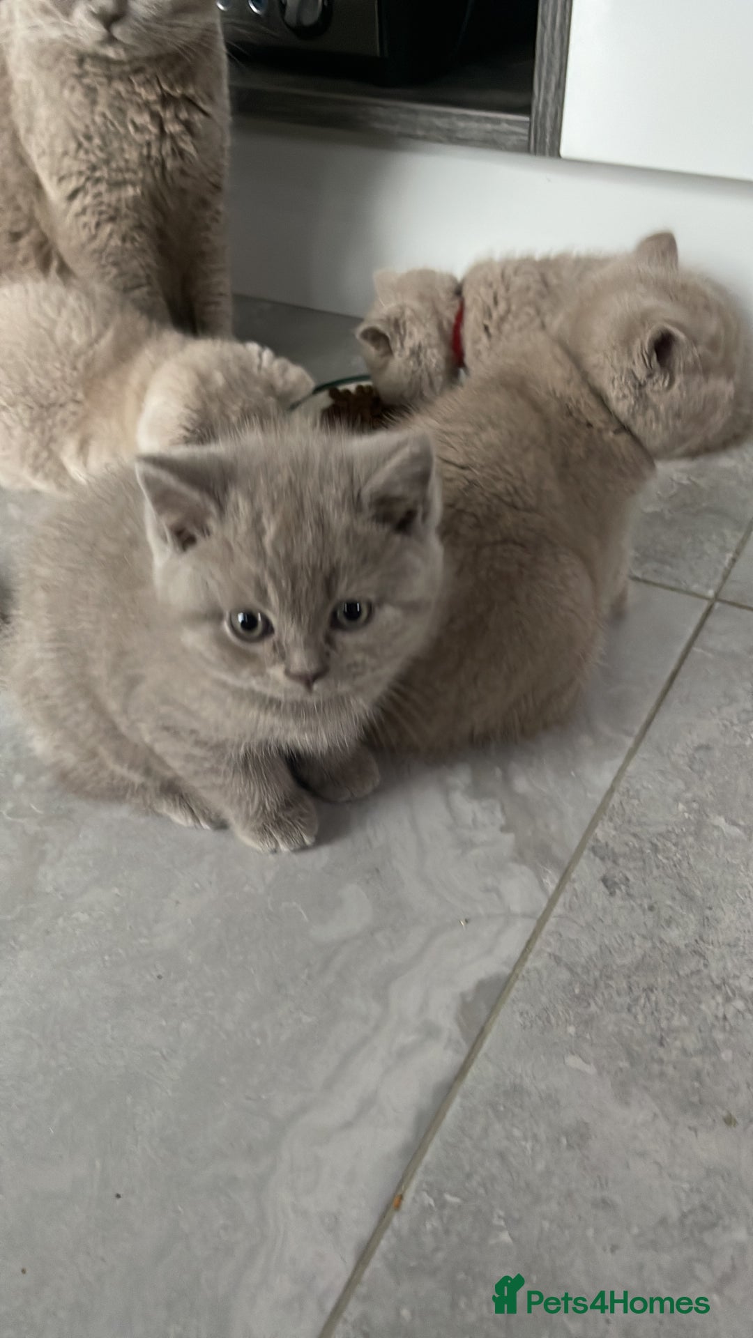 British Shorthair cats for stud: Lilac gccf stud blood group Ab in Birmingham - Advert 7