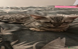 Bengal cats for sale: Two pure Bengals  - Image 5