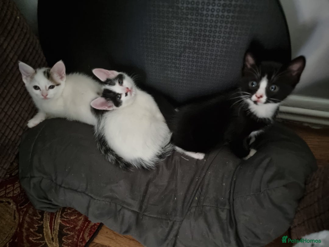 Bengal cats for sale: Bengal cross kittens  - Image 14