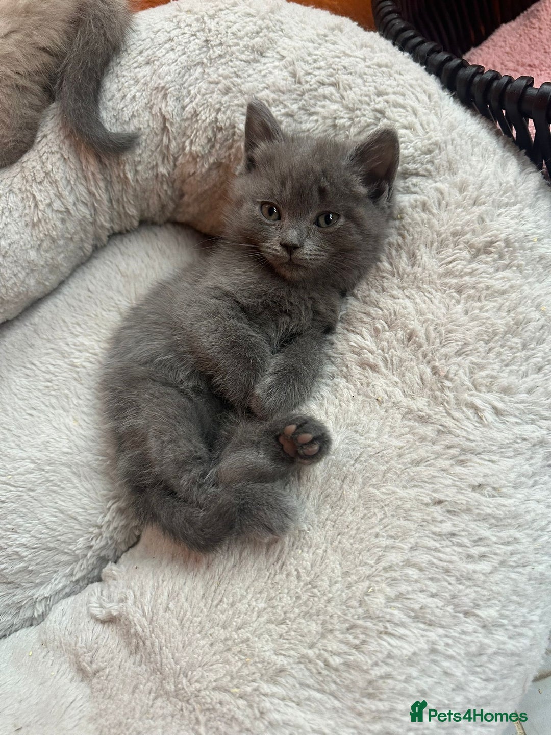 Mixed Breed cats for sale: Kittens  British ShorthaiR X Ragdoll  - Advert 5