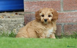 Cockapoo dogs for sale: Beautiful F1 Cockapoo puppies for sale - Image 32
