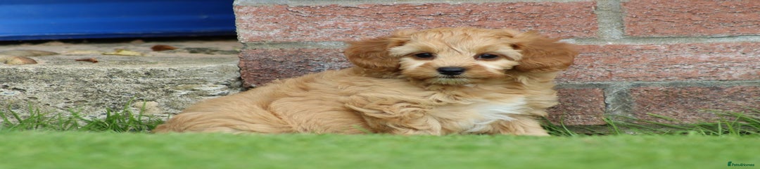 Cockapoo Puppy 1