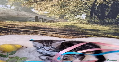 British Shorthair cats British Shorthair Tabby  - Advert 2