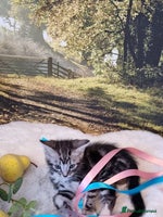 British Shorthair cats British Shorthair Tabby - Advert 10