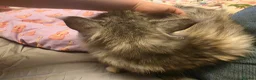 Maine Coon cats for sale: 10 month old female Maine Coon  - Advert 2