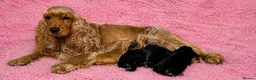 Cocker Spaniel dogs for sale: Two very gorgeous Black & Tan Male Puppies - Advert 5