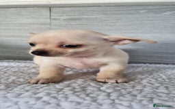 Chihuahua dogs for sale: Cute as a Button: Friendly Chihuahua Puppies - Image 2