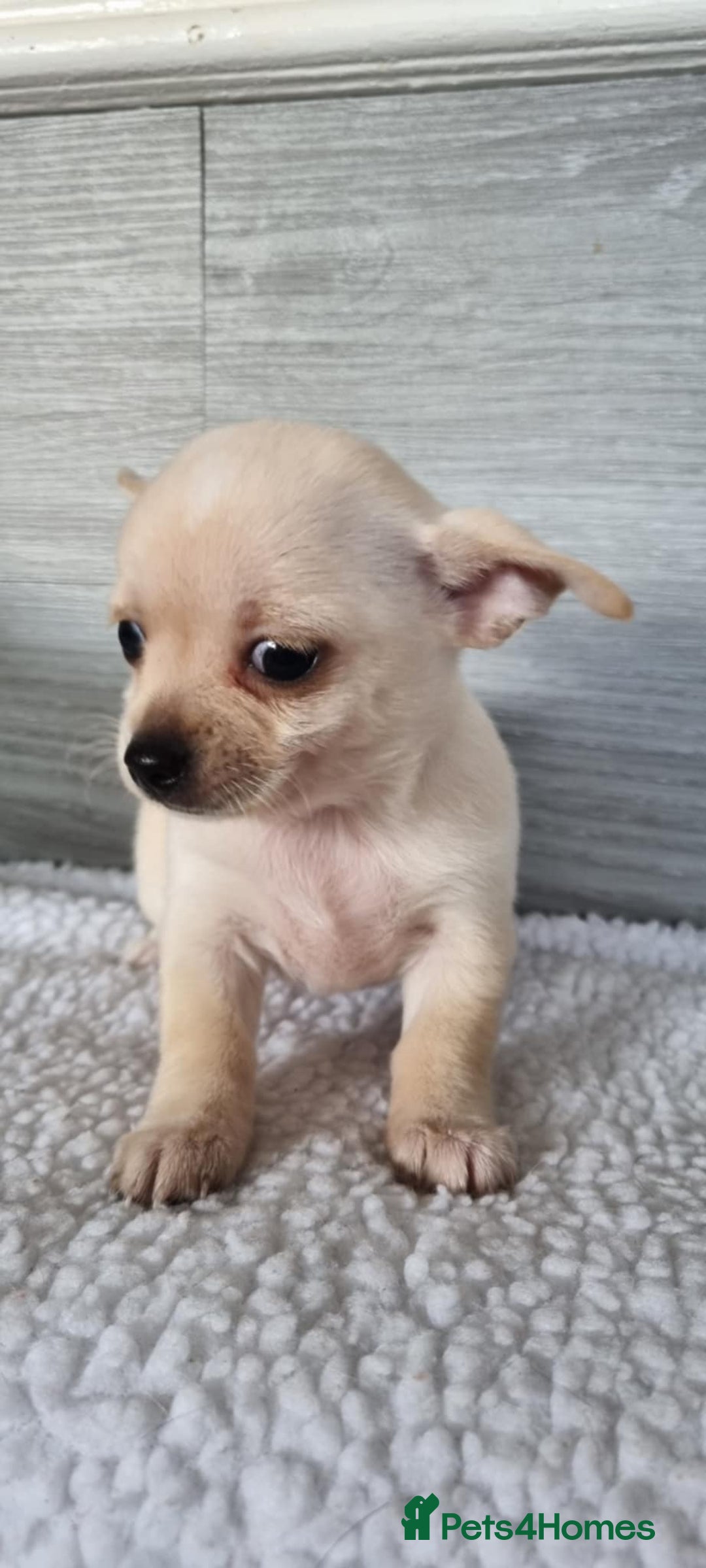 Chihuahua dogs for sale: Cute as a Button: Friendly Chihuahua Puppies - Image 2