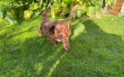 Cockapoo dogs for sale: Beautiful miniature red cockapoo girl puppy  - Image 8
