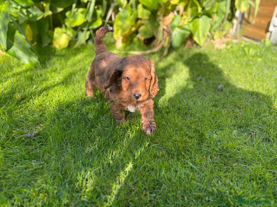 Cockapoo dogs for sale: Beautiful miniature red cockapoo girl puppy  - Image 8