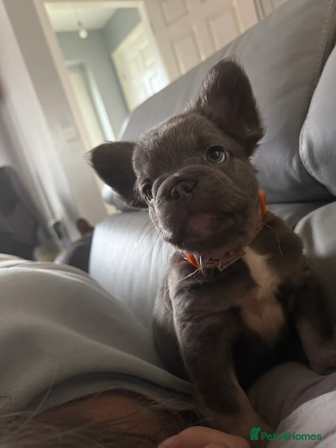 French Bulldog dogs for sale: French bulldogs  - Advert 1