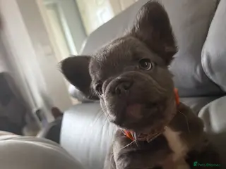 French Bulldog dogs French bulldogs - Advert 2