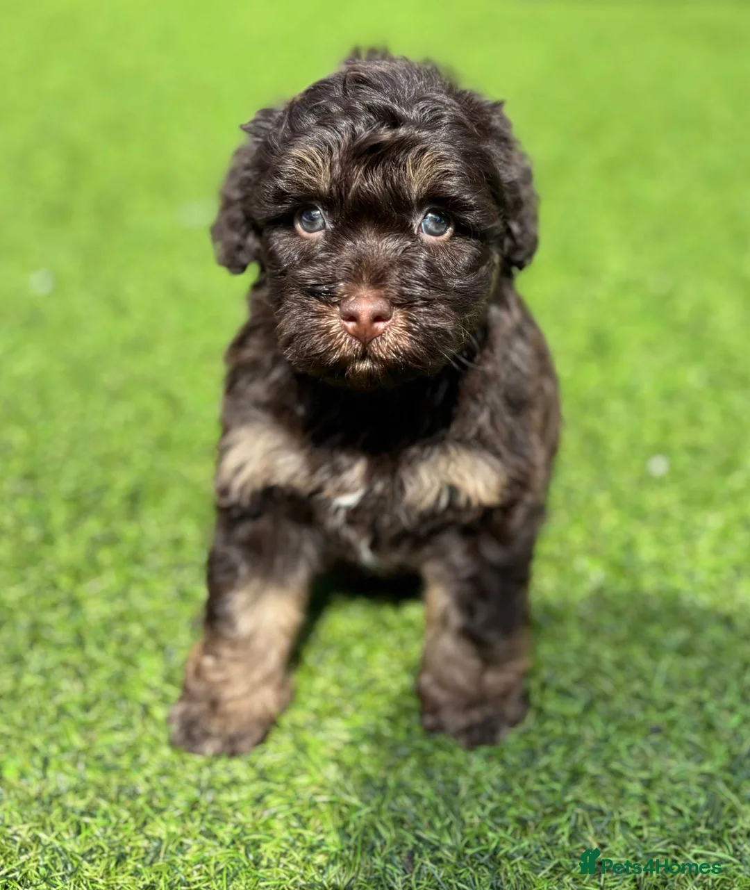 Cockapoo dogs for sale: Beautiful cockerpoos - Advert 2