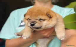 Japanese Shiba Inu dogs for sale: KC reg Japanese Shiba Inu puppies  - Image 14