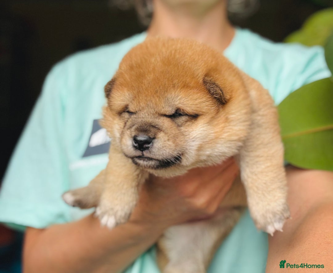 Japanese Shiba Inu dogs for sale: KC reg Japanese Shiba Inu puppies  - Image 14