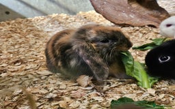Dwarf Lop rabbits for sale: Therapy Bunny Pairs - Image 3