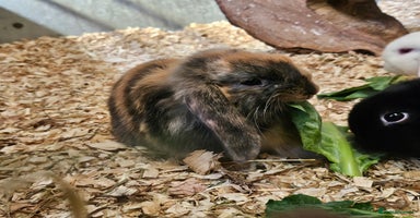 Dwarf Lop rabbits - Advert 12