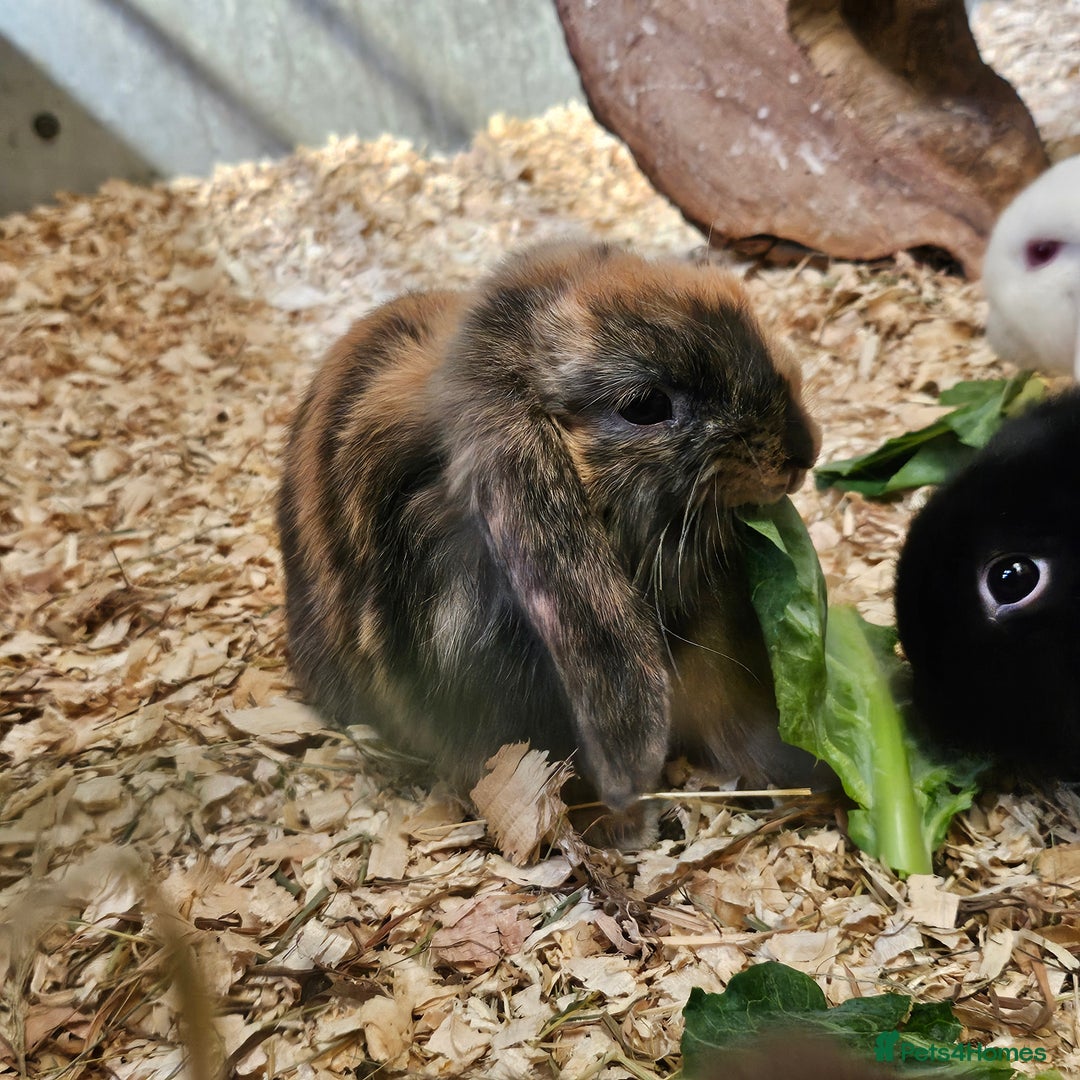 Dwarf Lop rabbits for sale: Therapy Bunny Pairs - Image 3