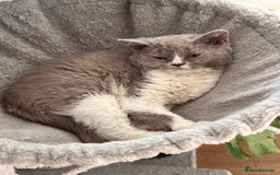 Selkirk Rex cats for sale: Gorgeous Selkirk Rex kittens - Image 9