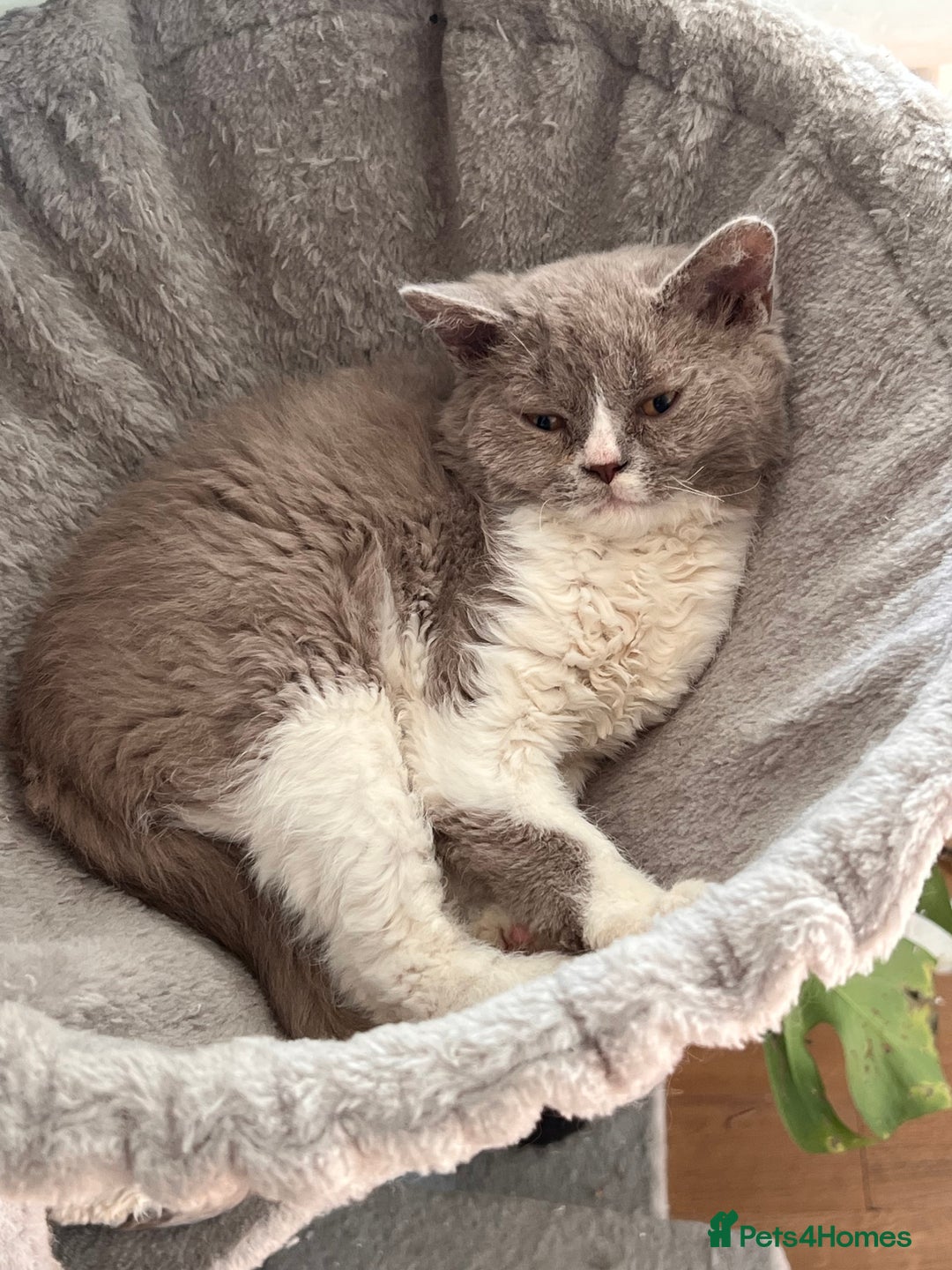 Selkirk Rex cats for sale: Gorgeous Selkirk Rex kittens - Image 9