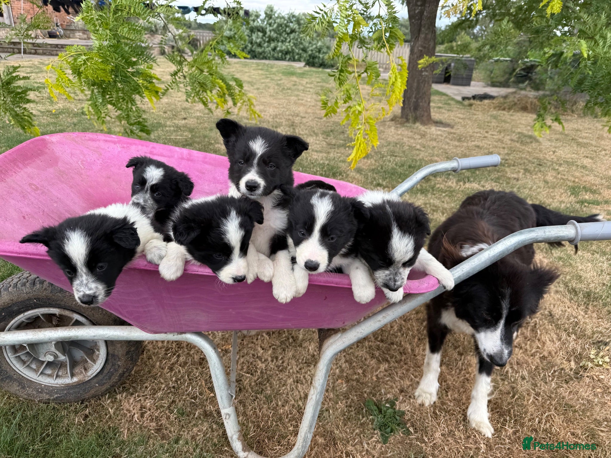 Border Collie dogs Fantastic Rough Coated Border Collies - Advert 1